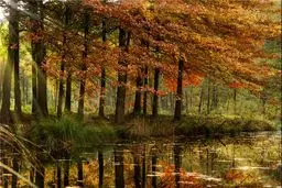 پاییزِ جهان چه رنگی است؟ /گزارش تصویری