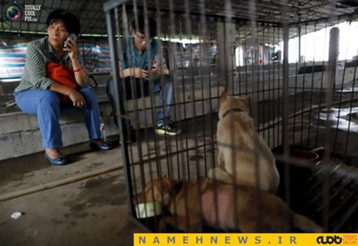 زن چینی قهرمان سگ‌های بی پناه+تصاویر
