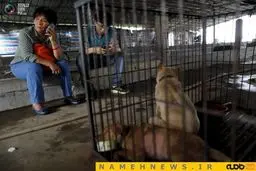 زن چینی قهرمان سگ‌های بی پناه+تصاویر