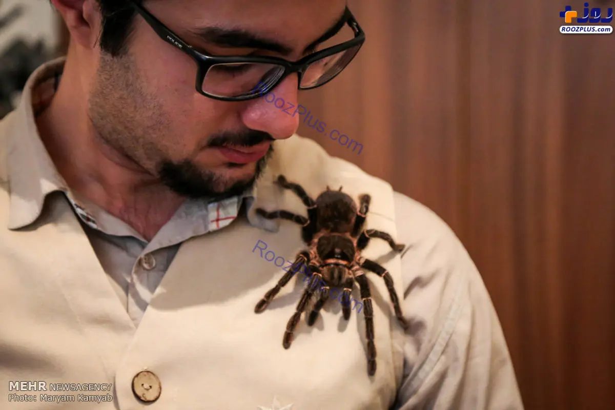 تصویری از مرد عنکبوتی ایران