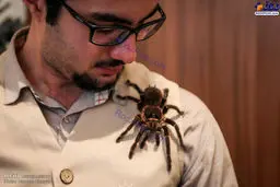 تصویری از مرد عنکبوتی ایران