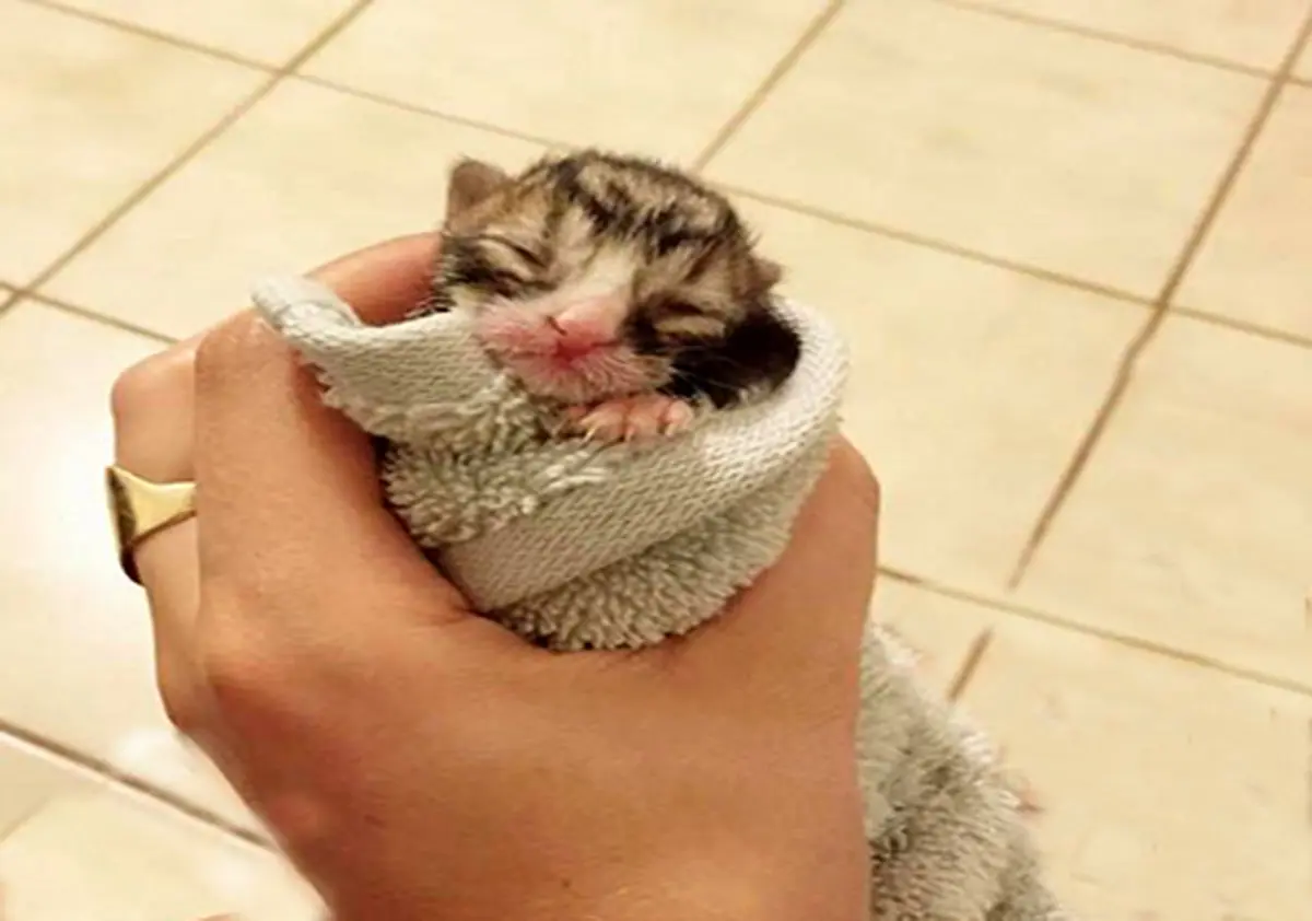 زنی که زندگی‌اش را وقف حیوانات بی سرپناه کرده است + تصاویر