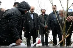 درختکاری لاریجانی در هوای برفی تهران/عکس