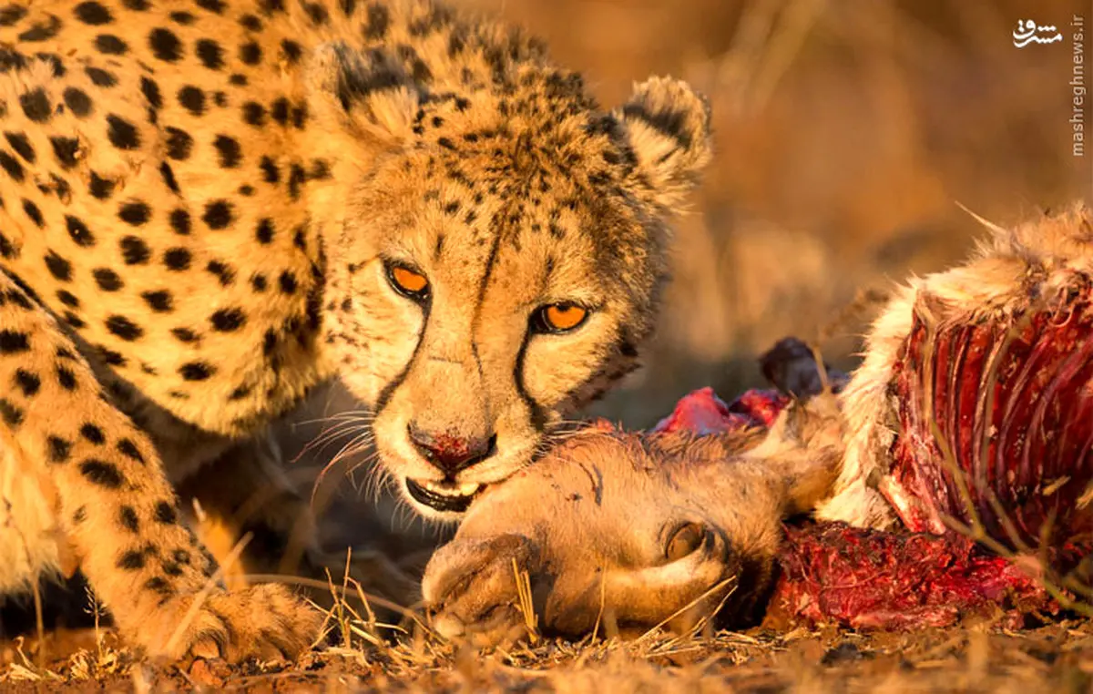 ژست یوزپلنگ هنگام غذا خوردن/ عکس