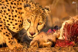 ژست یوزپلنگ هنگام غذا خوردن/ عکس