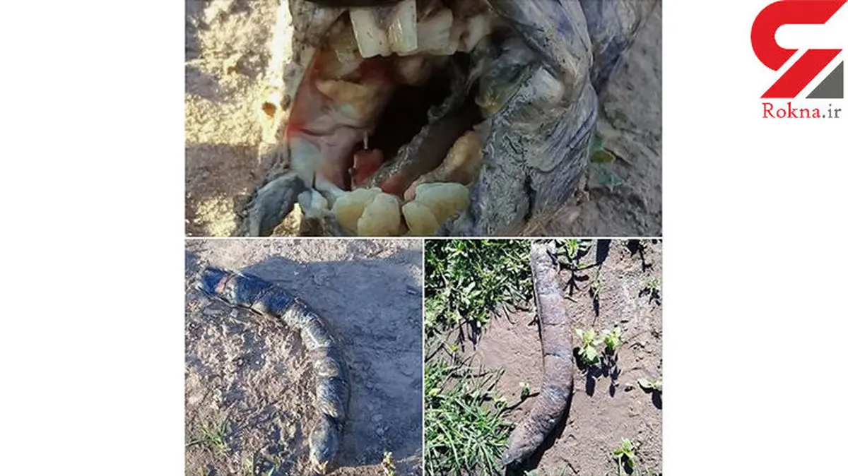 کشف یک موجود عجیب دیگر / دندان های او شبیه انسان است+ عکس