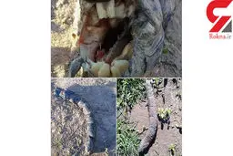 کشف یک موجود عجیب دیگر / دندان های او شبیه انسان است+ عکس