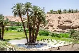 برنج کاری در دل کویر داغ!/تصاویر