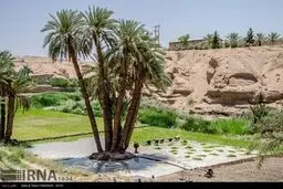 برنج کاری در دل کویر داغ!/تصاویر