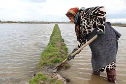 خاله نساء ؛ بانوی شالیکار/تصاویر