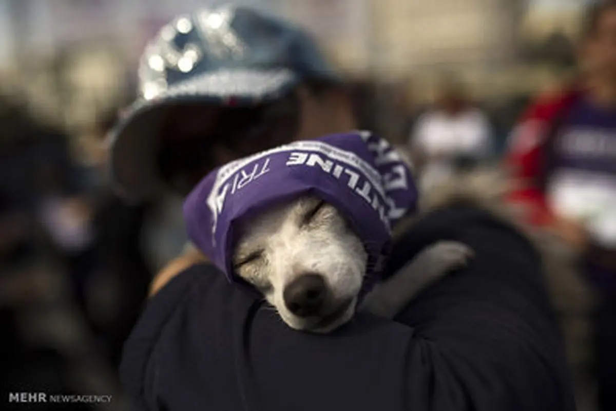 خبرسازترین حیوانات سال 2016/تصاویر