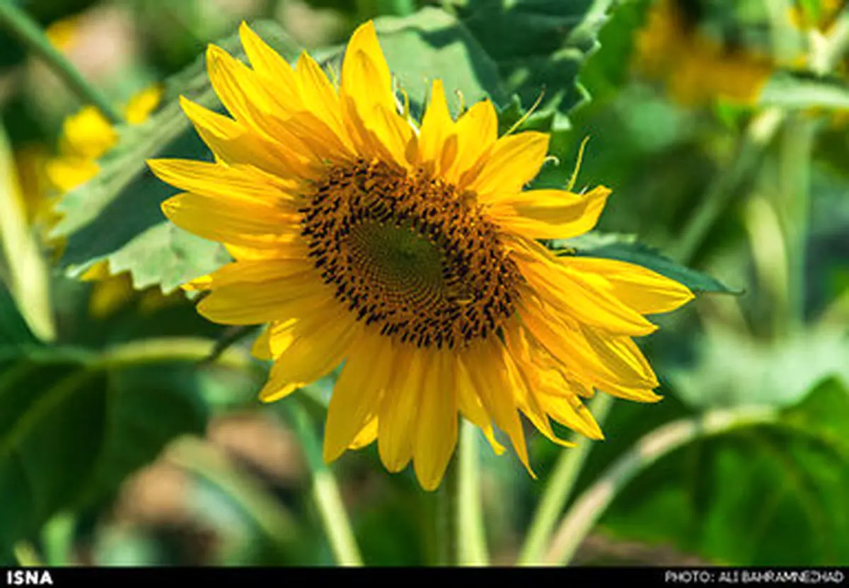 مزارع آفتابگردان گلستان/تصاویر