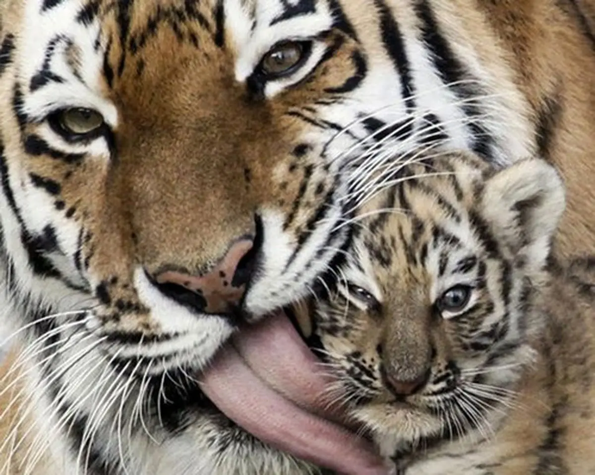 مهر مادری این حیوانات شما را شوکه میکند / تصاویر