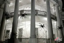 کاخ سفید به تسخیر عنکبوت‌ها در آمد /تصاویر