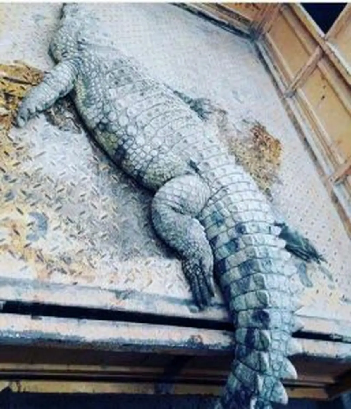 کشف موجود وحشتناک ۲ متری از اروند رود + عکس