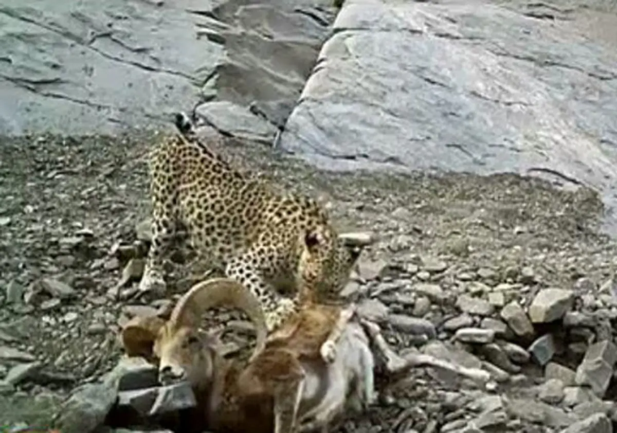 پلنگ ايرانی در حال خوردن شکار در دام دوربین تله ای افتاد+ تصویر