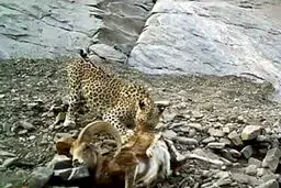 پلنگ ايرانی در حال خوردن شکار در دام دوربین تله ای افتاد+ تصویر