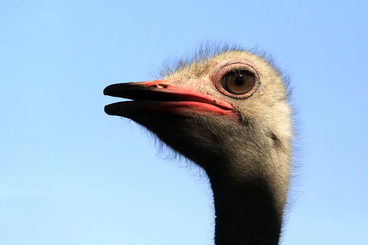 تصاویر / بزرگترین پرورشگاه شتر مرغ خاورمیانه