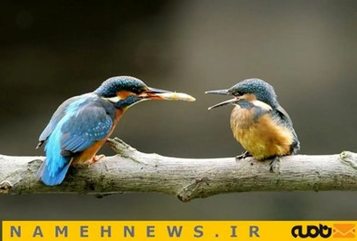 تصاویری زیبا از پرنده‌ای کمیاب در لندن