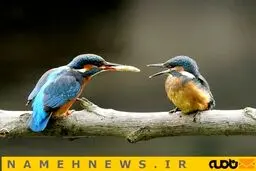 تصاویری زیبا از پرنده‌ای کمیاب در لندن