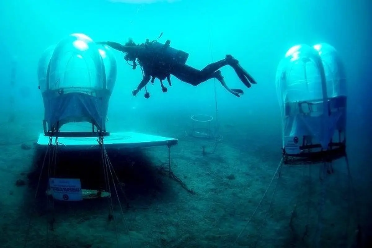 کشاورزی اینترنتی در عجیب ترین مزرعه جهان / عکس