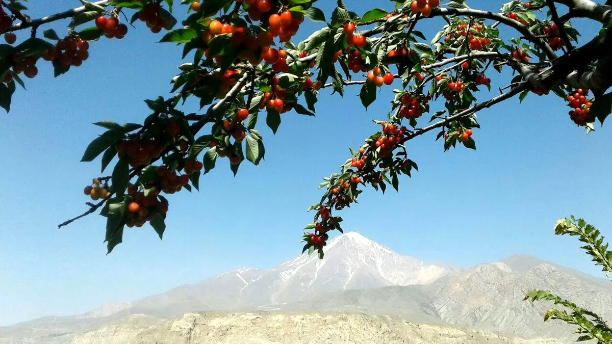 نمای زیبا ازقله دماوند درباغ گیلاس/عکس