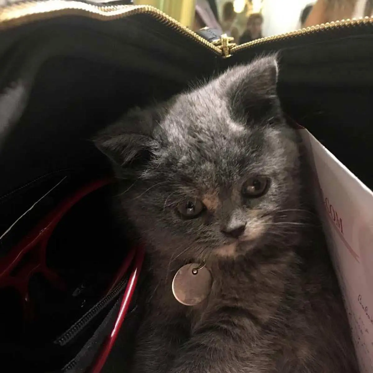 پنهان شدن گربه در کیف بهاره رهنما +عکس