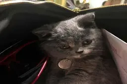 پنهان شدن گربه در کیف بهاره رهنما +عکس