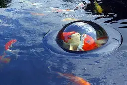 پنجره ای برای ماهی های حوض! (عکس)