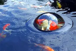 پنجره ای برای ماهی های حوض! (عکس)