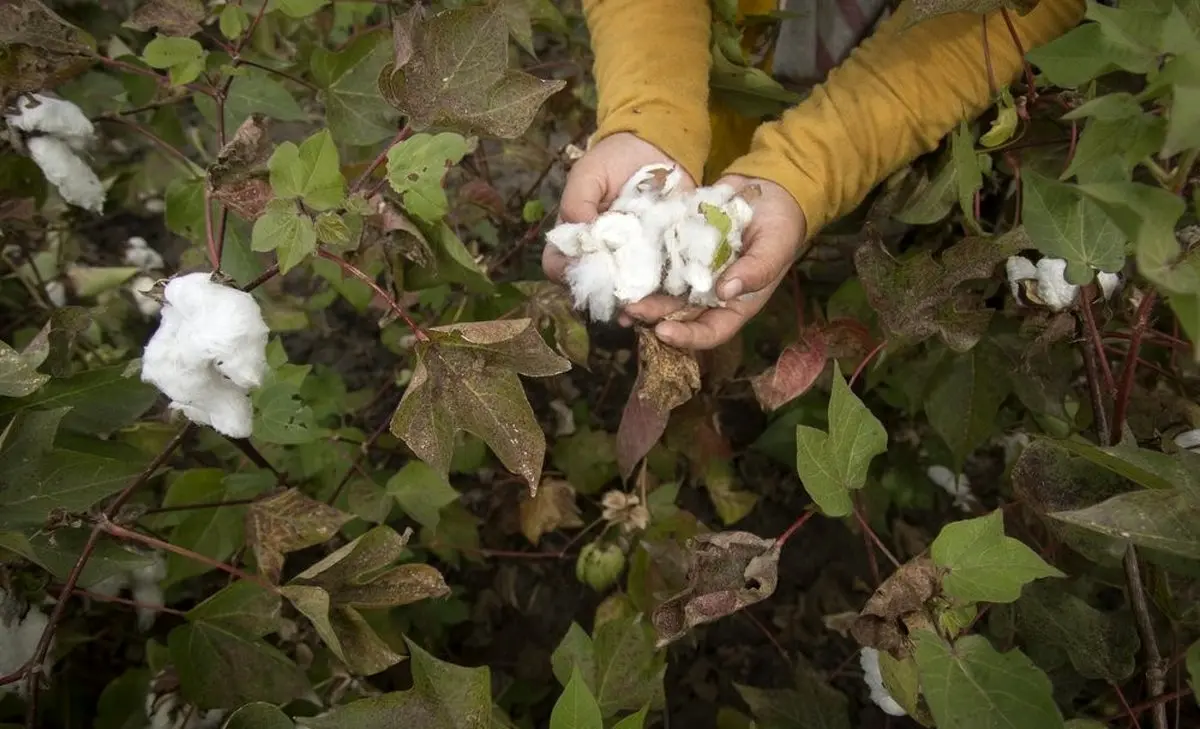 کشت پنبه، چرخ زندگی و اشتغال در گرگان / تصاویر