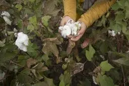 کشت پنبه، چرخ زندگی و اشتغال در گرگان / تصاویر