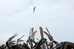 عکس/ چند دهان گرسنه در انتظار یک غذا!