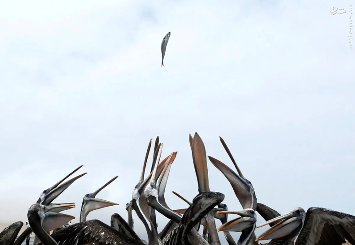 عکس/ چند دهان گرسنه در انتظار یک غذا!