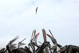 عکس/ چند دهان گرسنه در انتظار یک غذا!