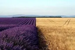 تصویری جذاب و دیدنی از اسطوخودوس درست در کنار یک مزرعه گندم/ عکس