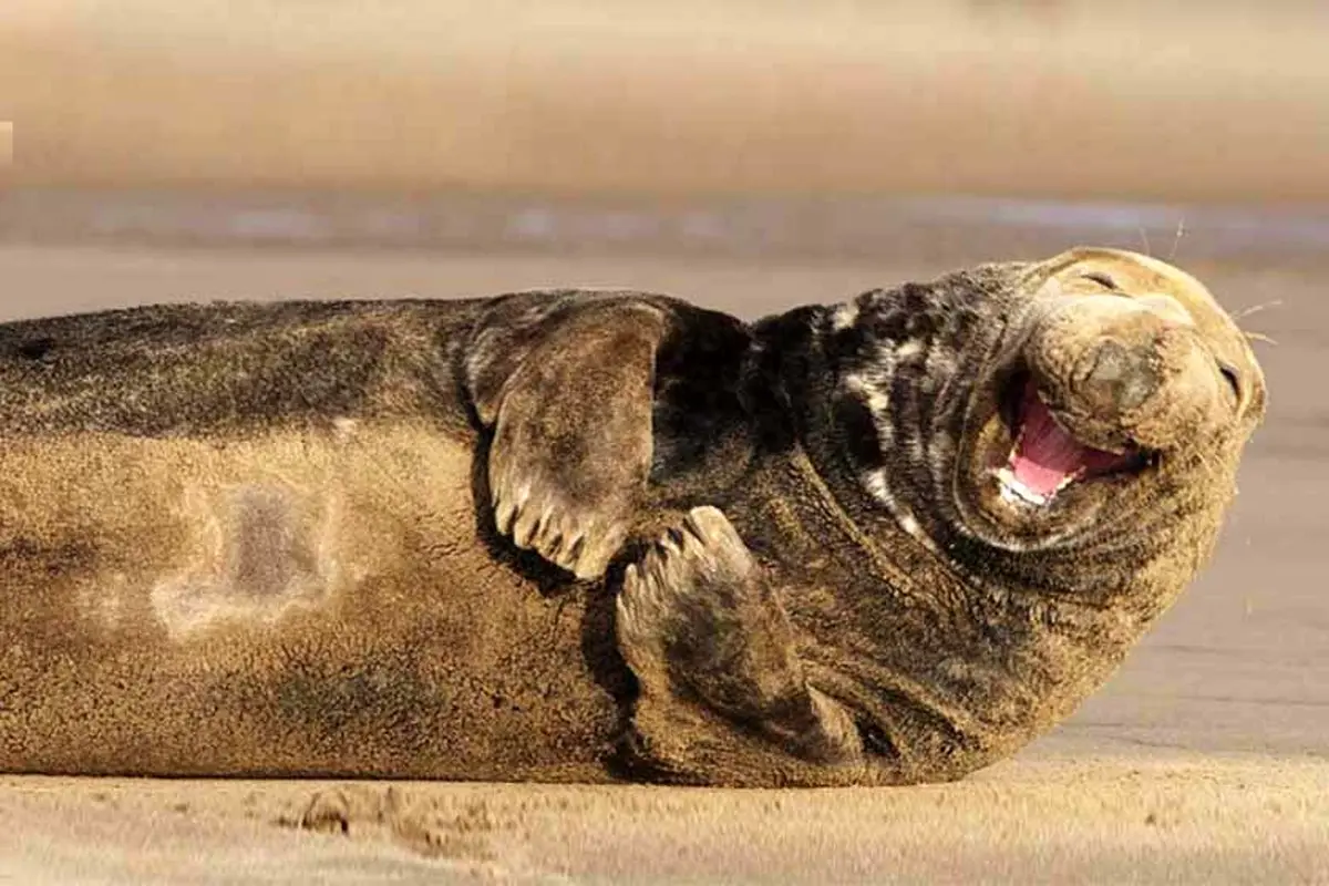 تصاویری دیدنی از لبخند دلنشین حیوانات