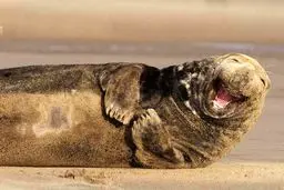 تصاویری دیدنی از لبخند دلنشین حیوانات