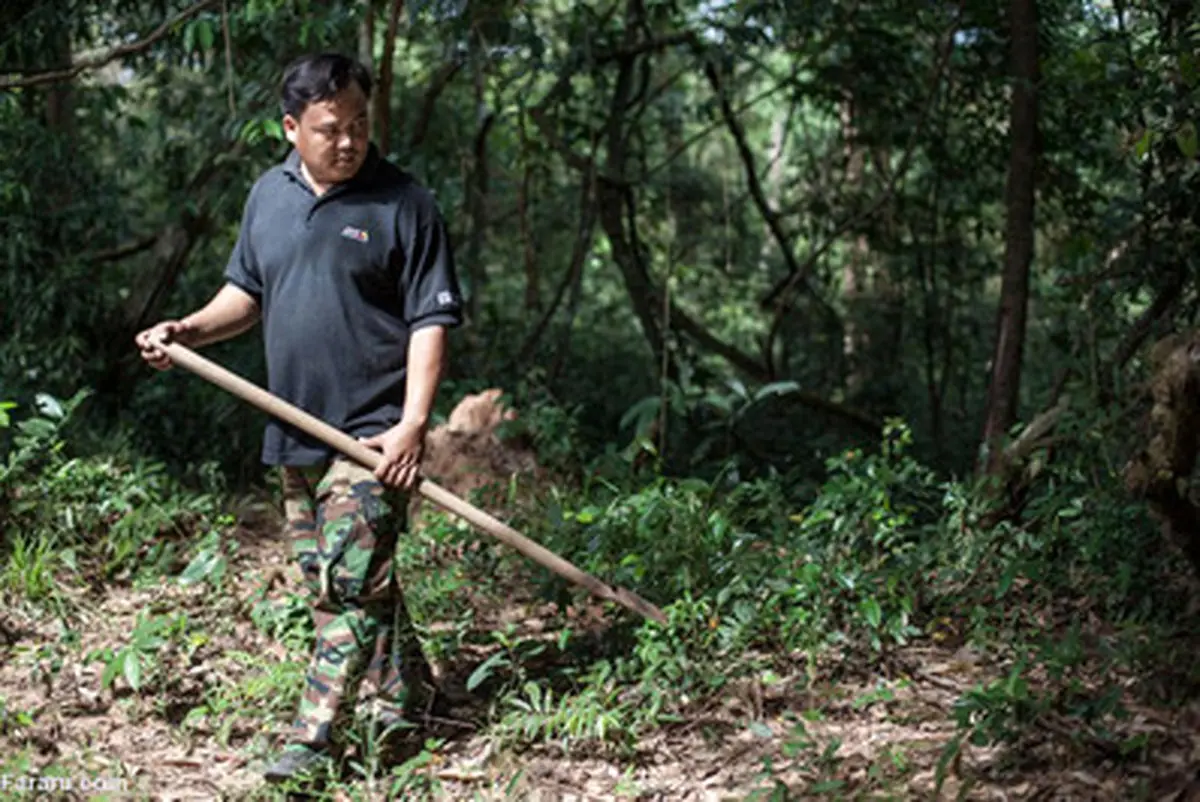 خوردن رتیل و عنکبوت در کامبوج/ تصاویر