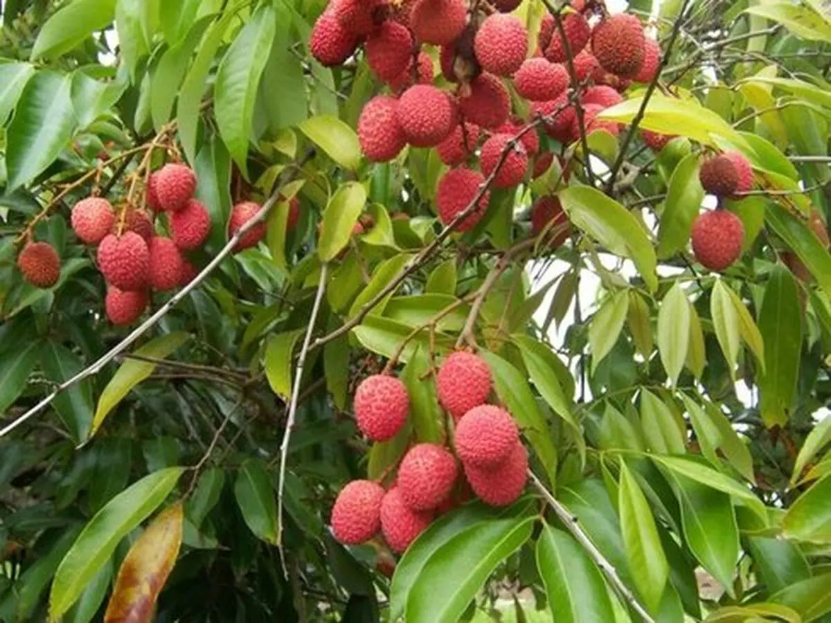 میوه‌هایی لوکس و عجیب در تهران/ عکس