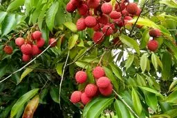 میوه‌هایی لوکس و عجیب در تهران/ عکس