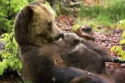 عکس / مهر مادری