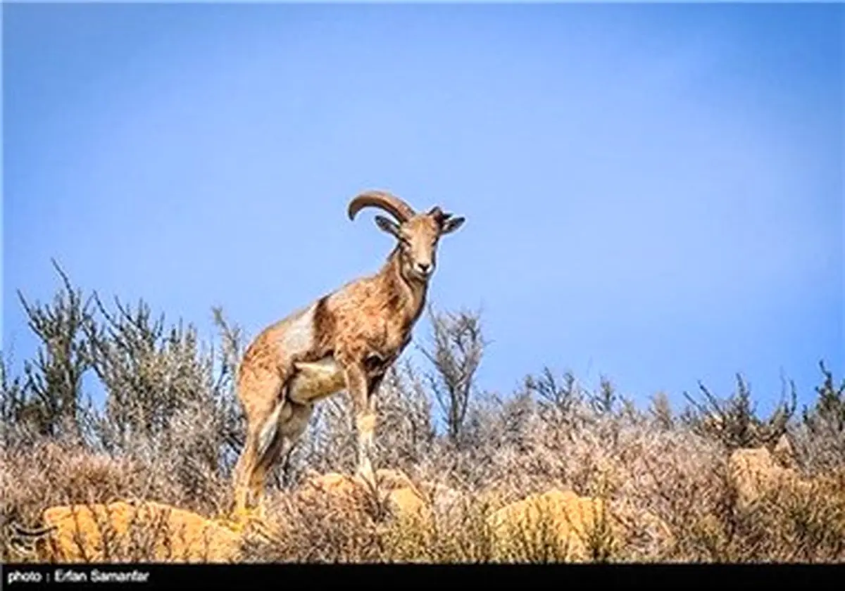 روز ملی حمایت از حیوانات/ تصاویر