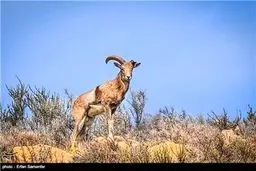 روز ملی حمایت از حیوانات/ تصاویر