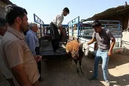 بازار فروش دام در آستانه عیدقربان / تصاویر