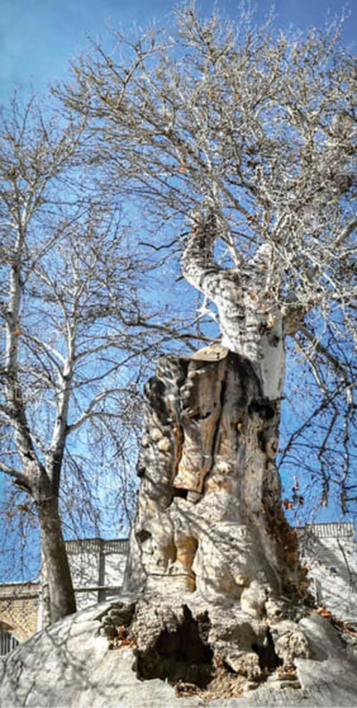 عکس باورنکردنی از درختی که مردم به آن قسم می‌خورند