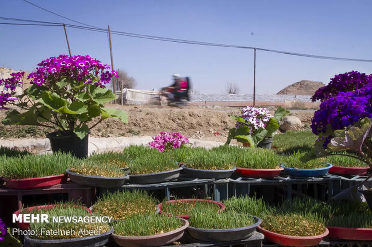 بازار گل محلات در آستانه سال نو/تصاویر