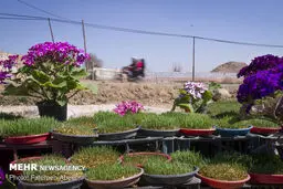 بازار گل محلات در آستانه سال نو/تصاویر