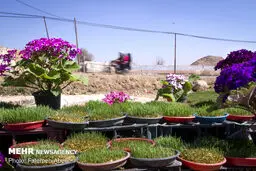 بازار گل محلات در آستانه سال نو/تصاویر