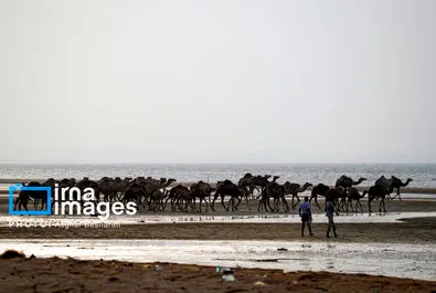 حمام شتر